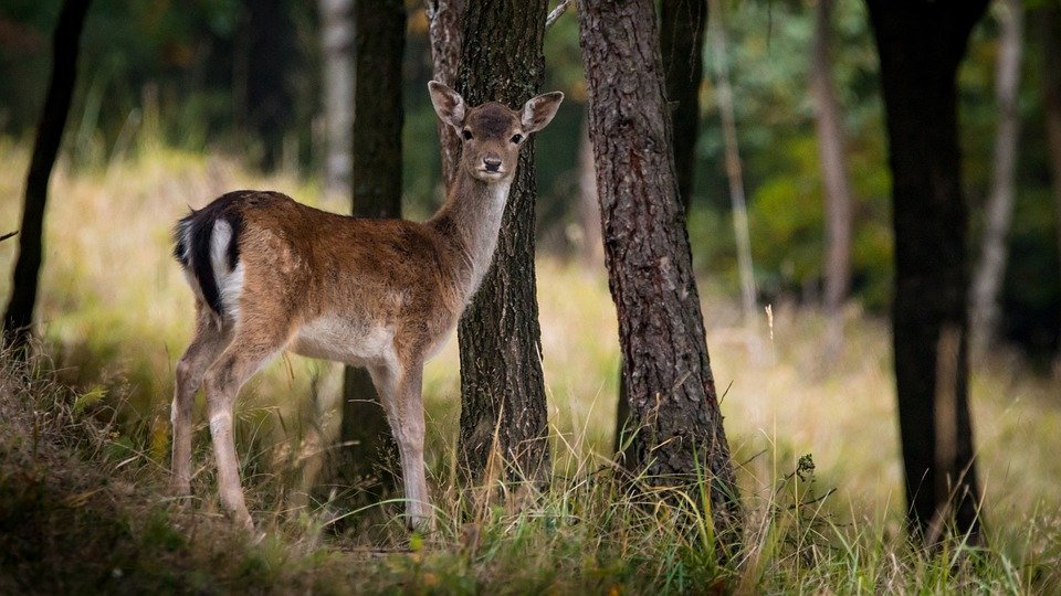 fallow-deer-984576_960_720.jpg