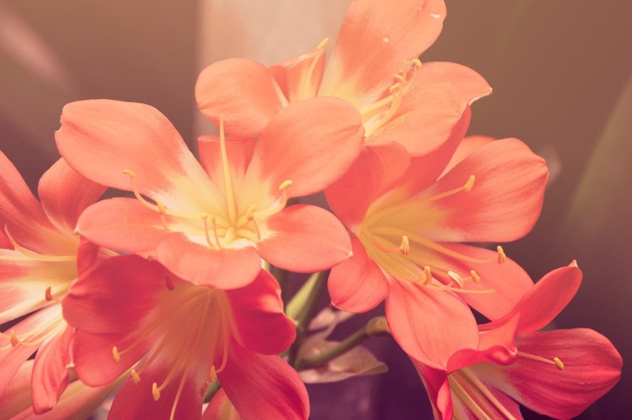 nature-sunny-red-flowers-large