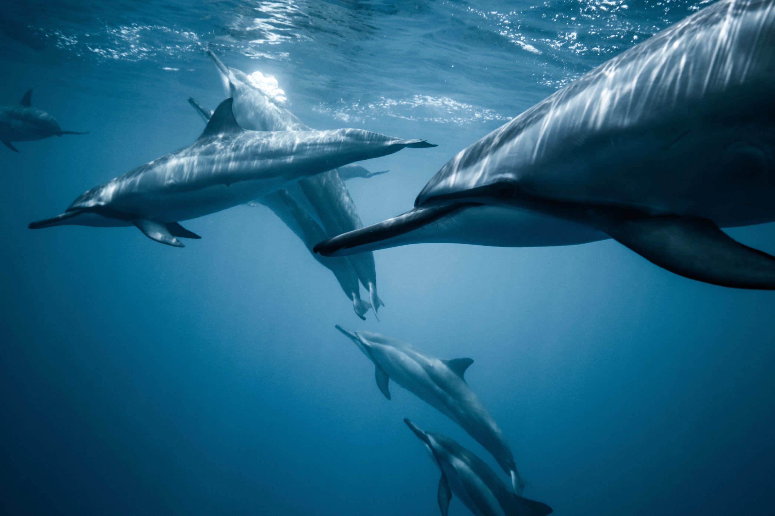 dauphins hawaï